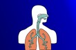 Lung, Trachea