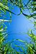 Sky grass