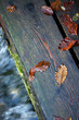 herbstblätter am steg