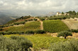 Vigne à Archanès