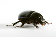 bug