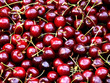 Lots and lots of dark red cherrys