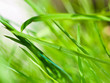 Blades of grass