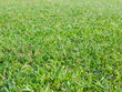 Playing field turf / grass Playing field turf / grass