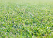 Playing field turf / grass
