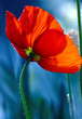 le coquelicot