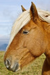 Cheval de trait