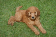 Poodle puppy on a grass