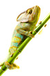 Chameleon on flower. Isolation on white