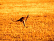 Jumping kangaroo, Wilpena pound, Australia