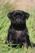 bébé carlin noir bébé carlin noir