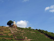 Jacobstein in Radebeul