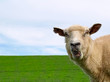 Wildes Schaf