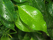 pluie sur ficus