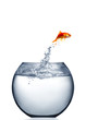 goldfish jumping out of the water goldfish jumping out of the water