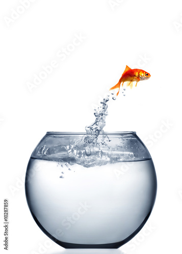 goldfish jumping out of the water