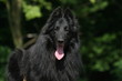 Beau Berger Belge Groenendael en portrait Beau Berger Belge Groenendael en portrait