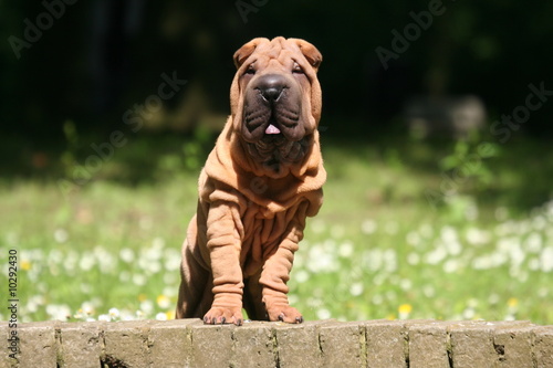Shar pei un petit peu plus grand