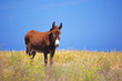 Donkey on Santorini island, Greece Donkey on Santorini island, Greece