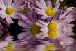 fiori autunnali riflessi