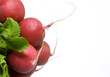 Photo: The bunch of radishes on white background The bunch of radishes on white background