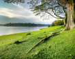 Grassy Banks Under Large Tree at Sunset