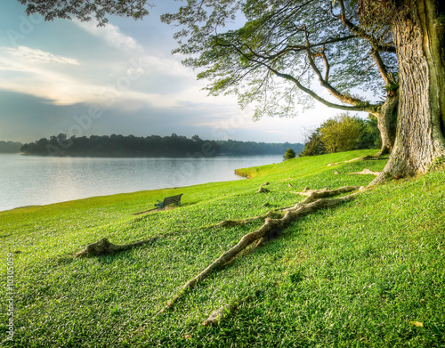 Photo: Grassy Banks Under Large Tree at Sunset Grassy Banks Under Large Tree at Sunset