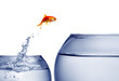 .goldfish jumping out of the water .goldfish jumping out of the water