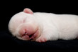 Chiot Bulldog francais, 6 jours