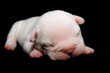 Chiot Bulldog francais, 6 jours - 03
