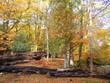 Forest Autumn- Colours through the Trees