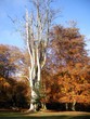 Autumn Forest -Tall Dead Tree