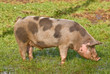 Cochon