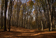 Road covered with leaves in wood