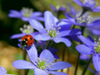 ladybyg on the liverleaf flowers