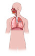 Human respiratory system. Digital illustration.