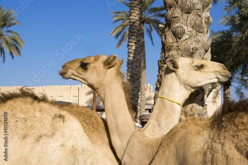 Foto: Zwei Dromedare auf dem Tiermarkt in Nizwa, Oman Zwei Dromedare auf dem Tiermarkt in Nizwa, Oman