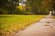 Trees and sidewalk