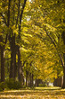Hight autumn trees in the park