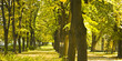 Autumn trees in a row