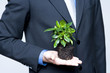 Plant in a hand close up