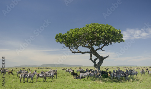 herd of zebra in the Serengeti