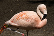 Pink Flamingo from Chile Phoenicopterus chilensis