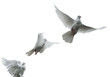 Flying white pigeons