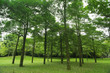 green forest