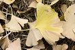 Gingko