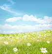 Chamomile flowers landscape Chamomile flowers landscape