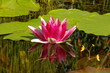 Seerose 01