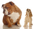 english bulldog ignoring howling yapping spaniel puppy
