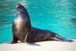otarie au bord du bassin otarie au bord du bassin